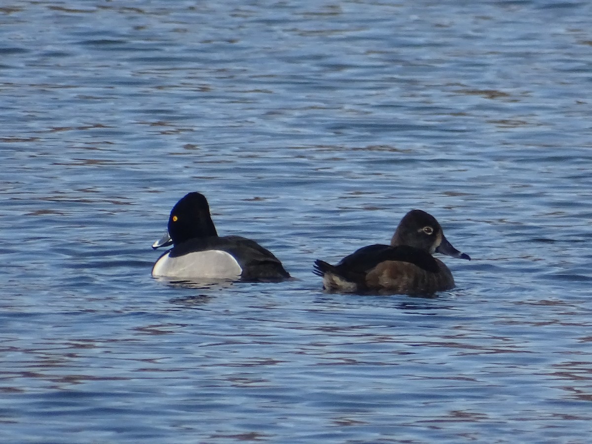 Ring-necked Duck - Sally Isacco