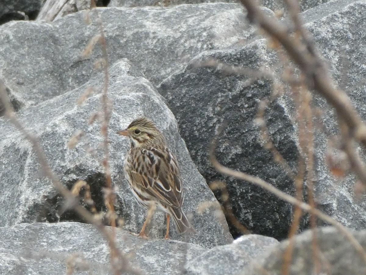 Savannah Sparrow - ML317560771