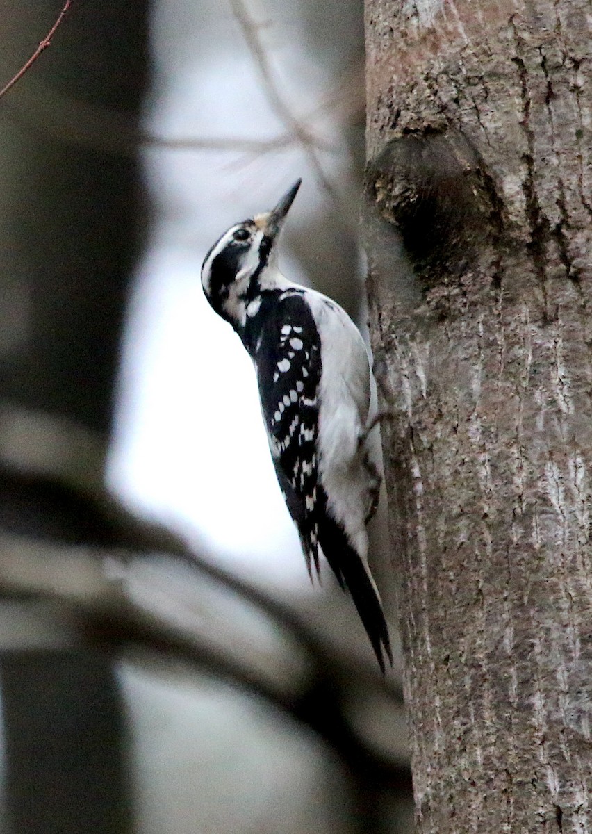Hairy Woodpecker - ML317563771