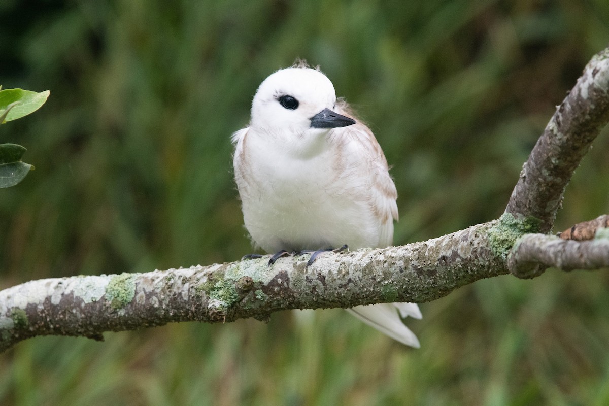 White Tern (Pacific) - ML317565701