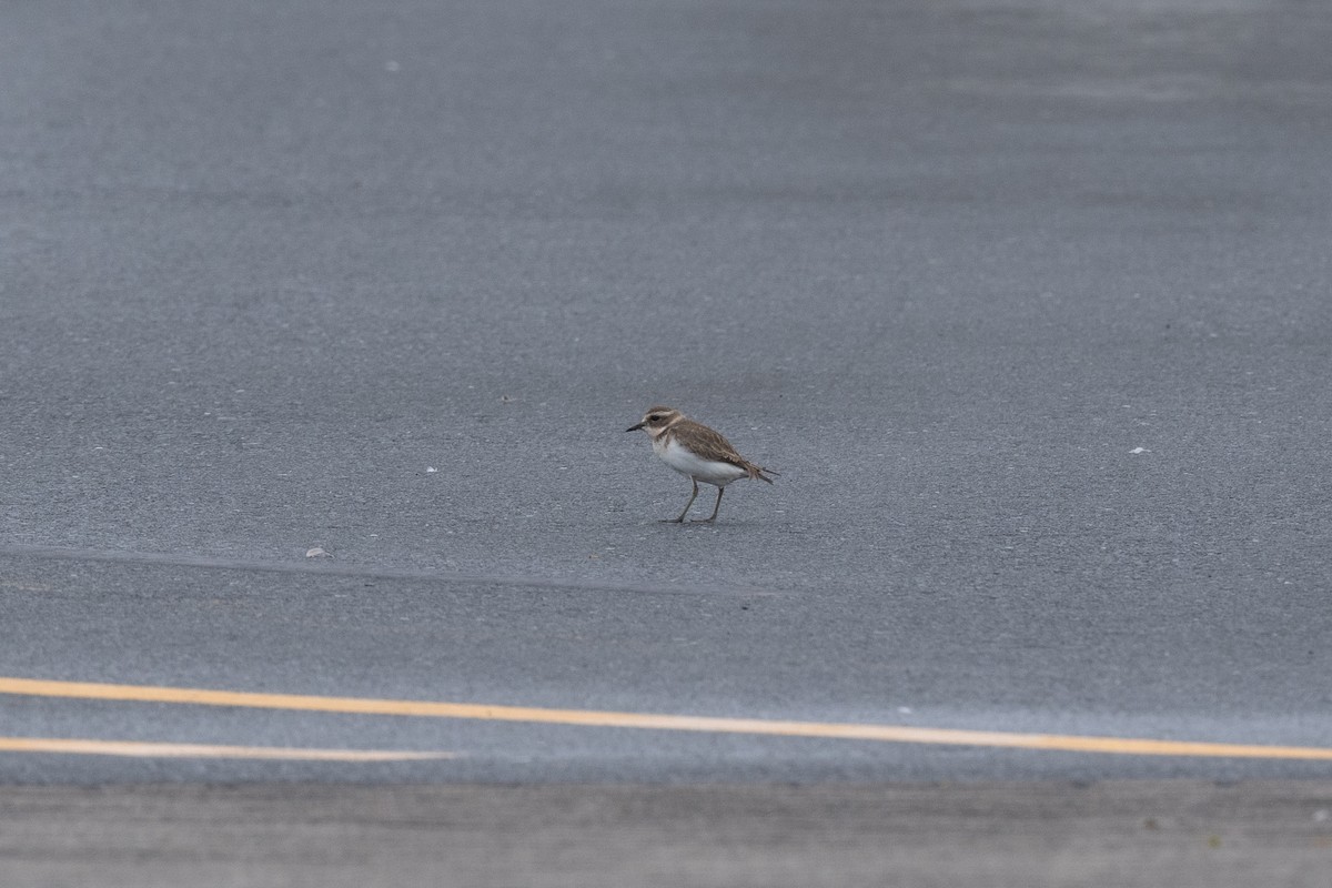 Double-banded Plover - ML317566021