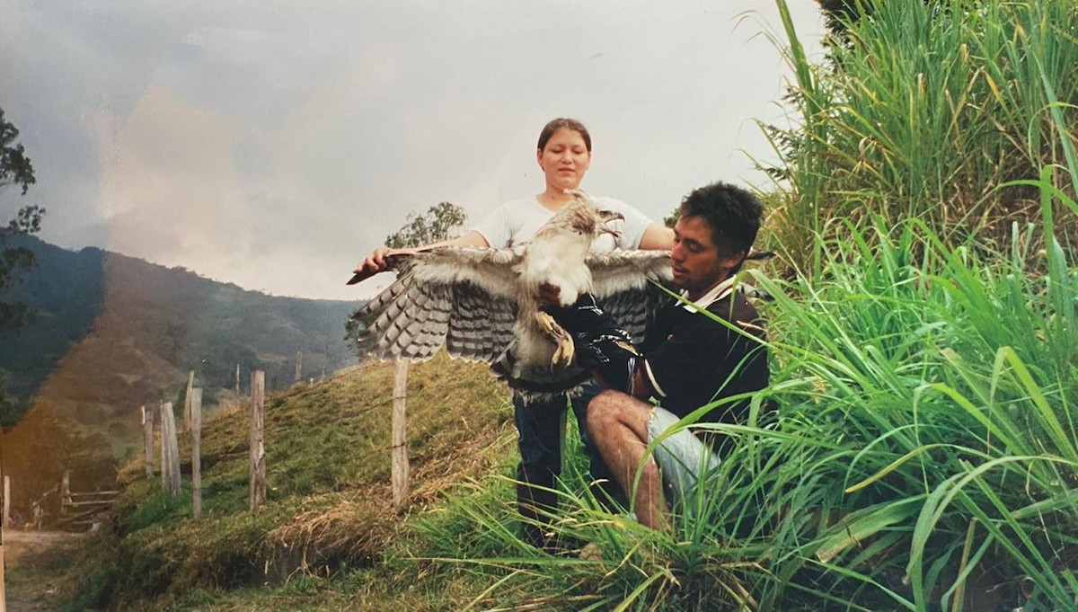 Black-and-chestnut Eagle - ML317567861