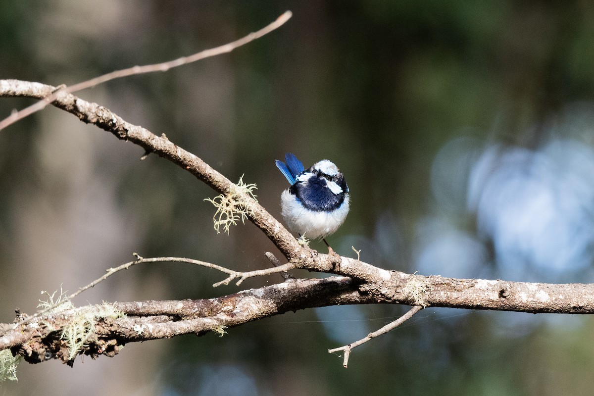 Superb Fairywren - ML317569131