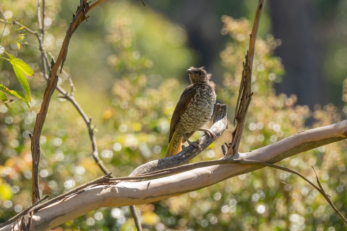 Satin Bowerbird - ML317569181