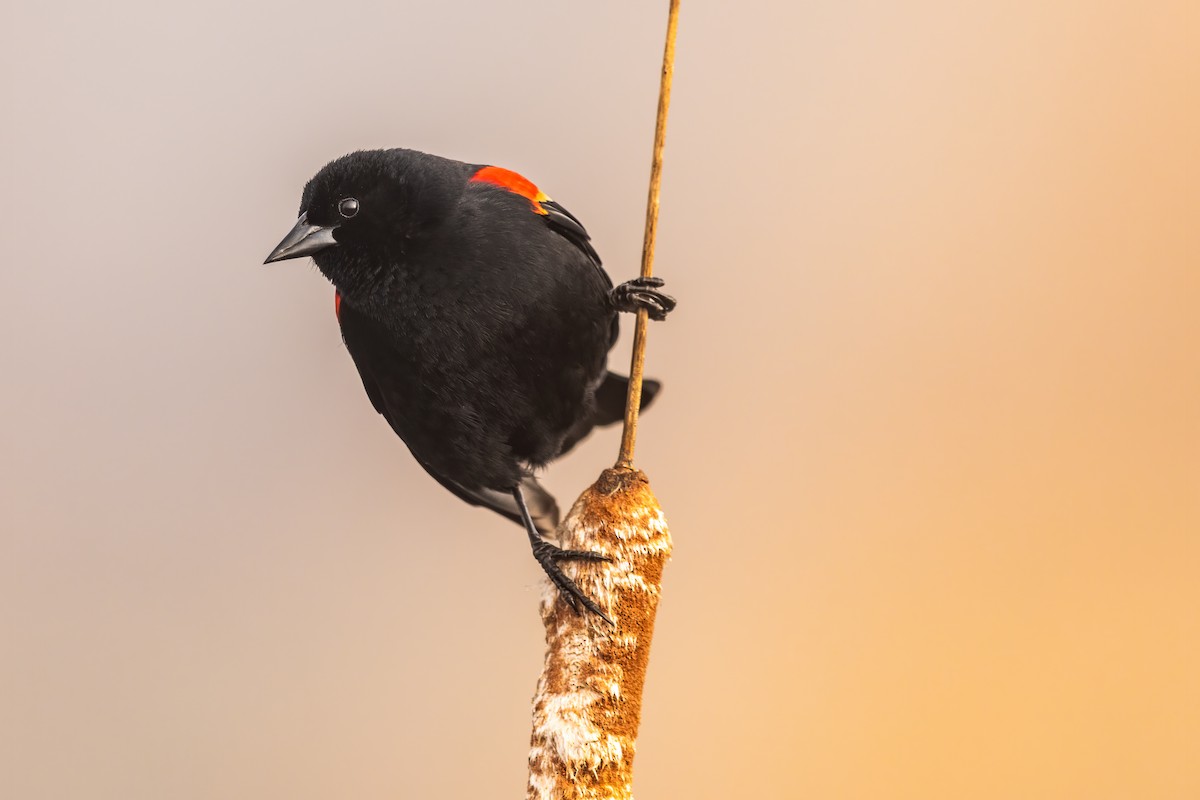 Red-winged Blackbird - ML317569251