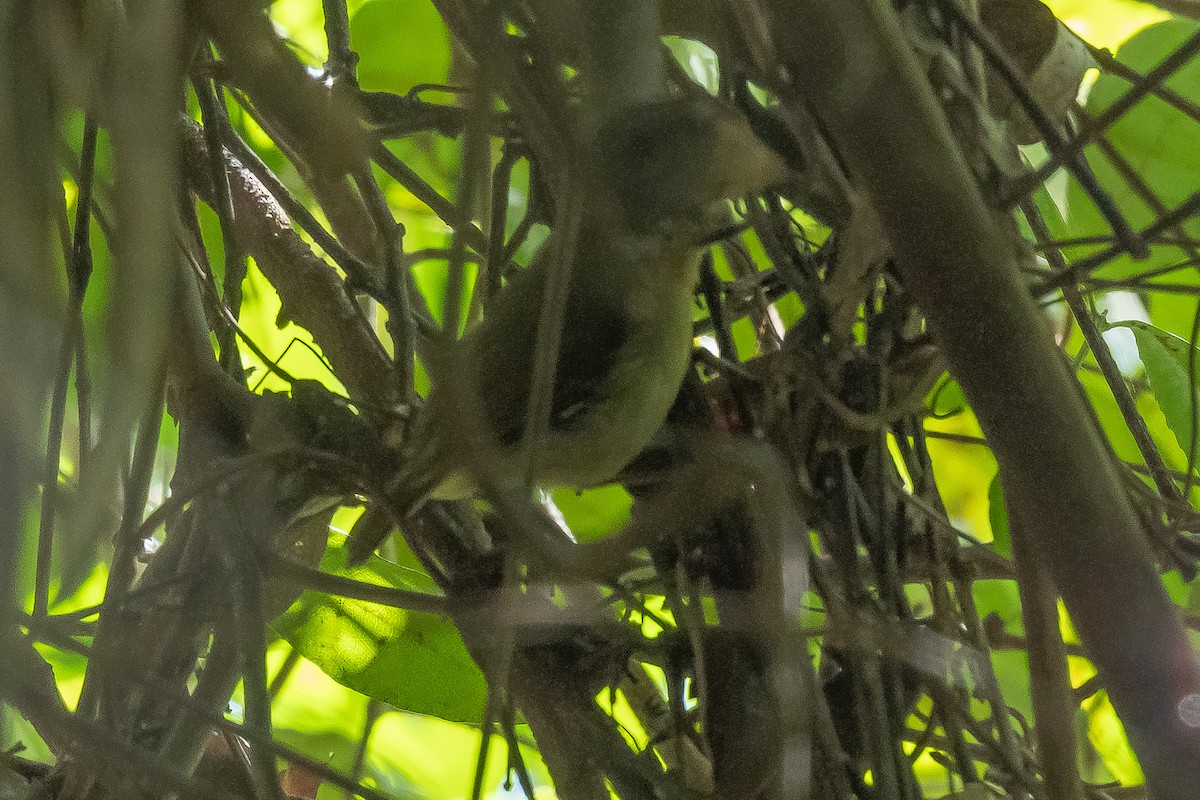 Large-billed Scrubwren - ML317569291