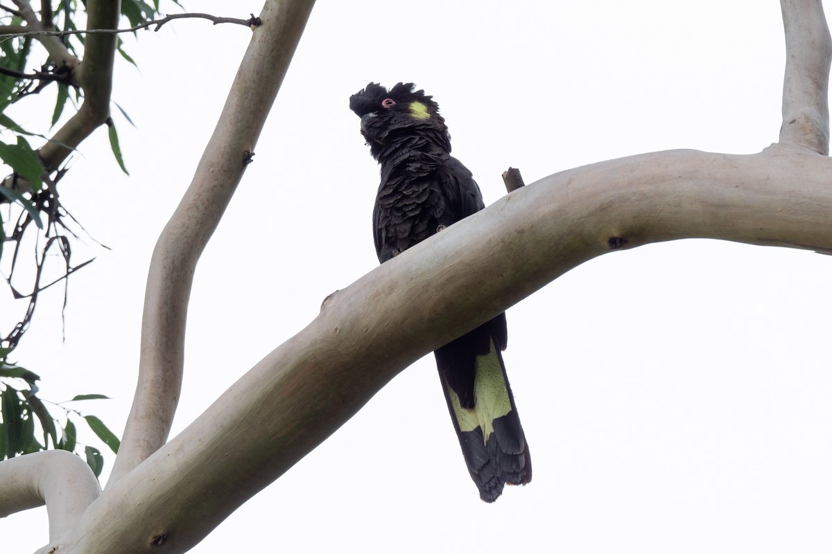 Yellow-tailed Black-Cockatoo - ML317569431