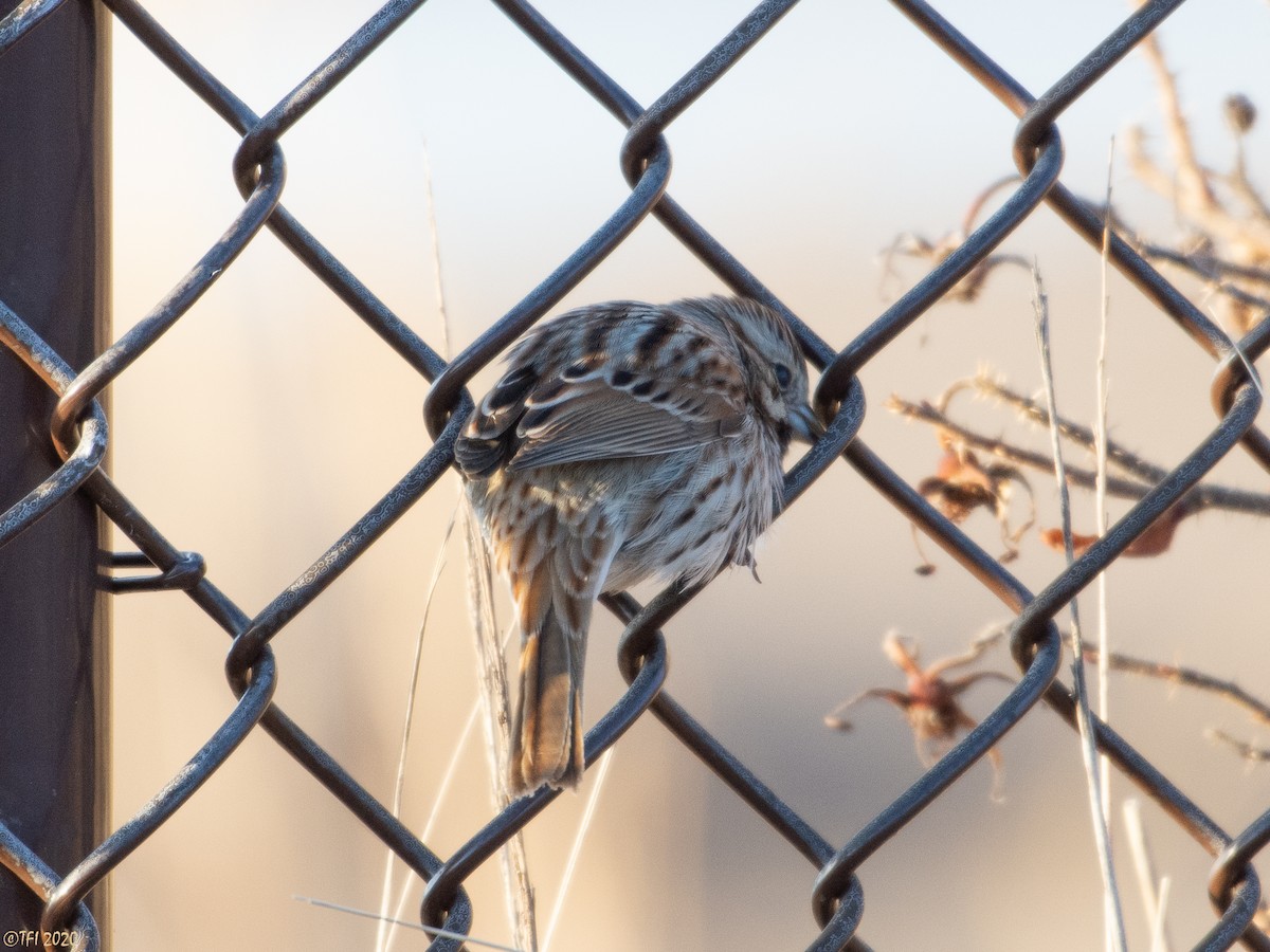 Song Sparrow - T I