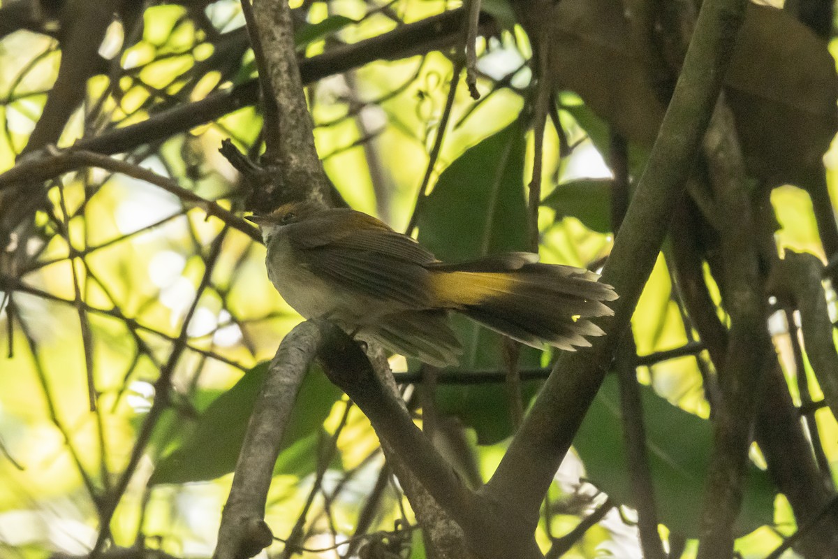 Australian Rufous Fantail - ML317569591