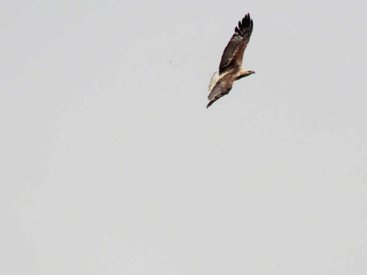 White-bellied Sea-Eagle - ML317569761