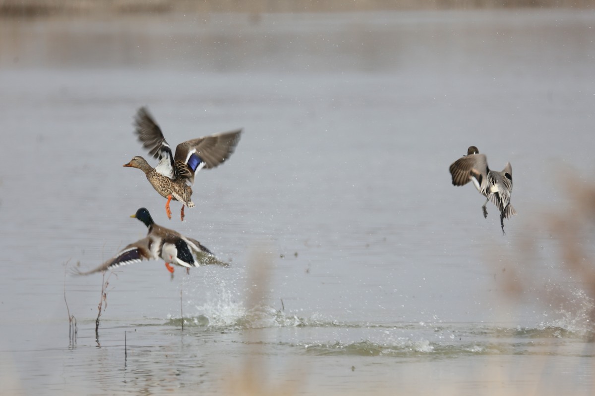 Mallard - Ron Sempier