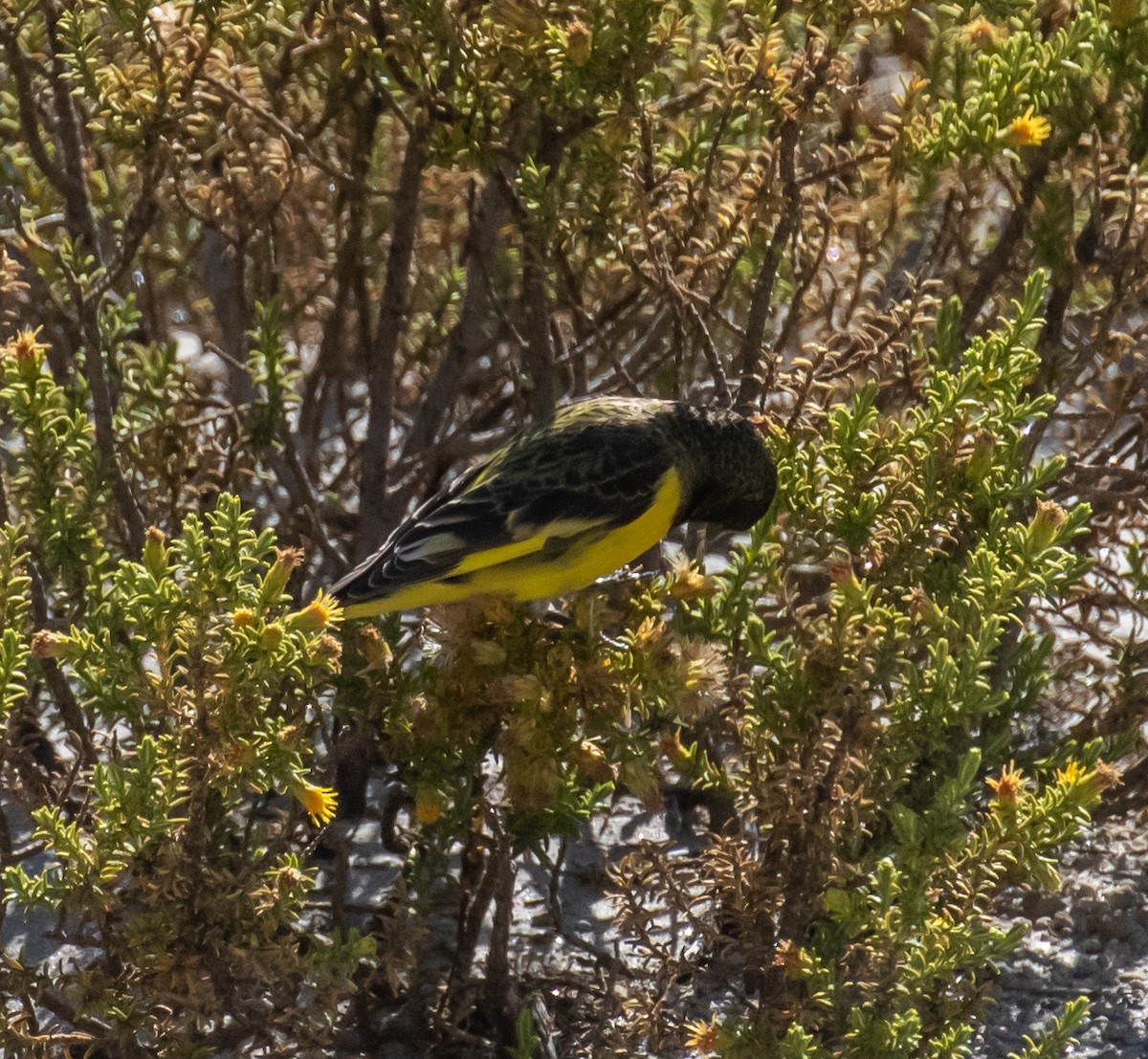 Black Siskin - ML317570131