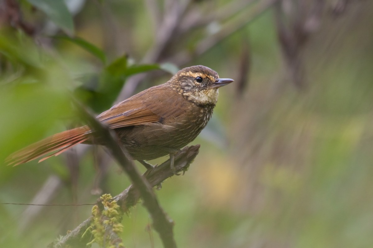 Buff-browed Foliage-gleaner - ML317574261