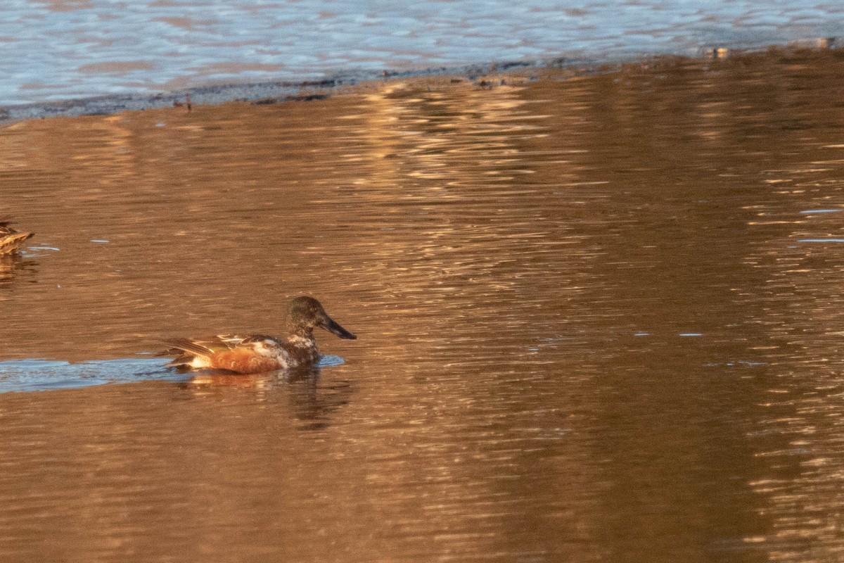 Northern Shoveler - ML317575501