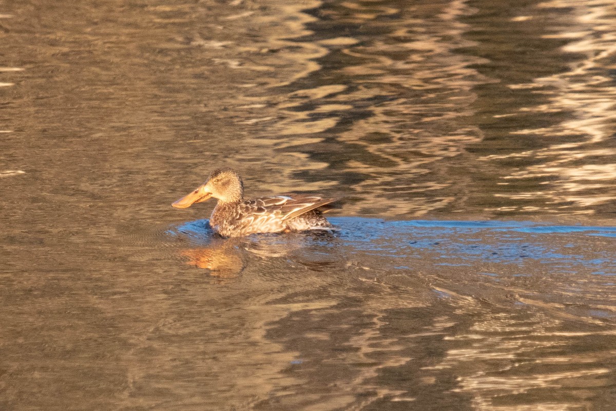 ハシビロガモ - ML317575511