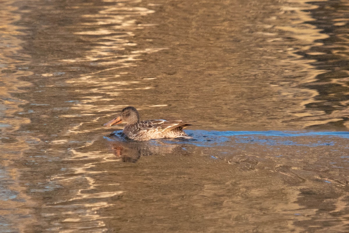 ハシビロガモ - ML317575521