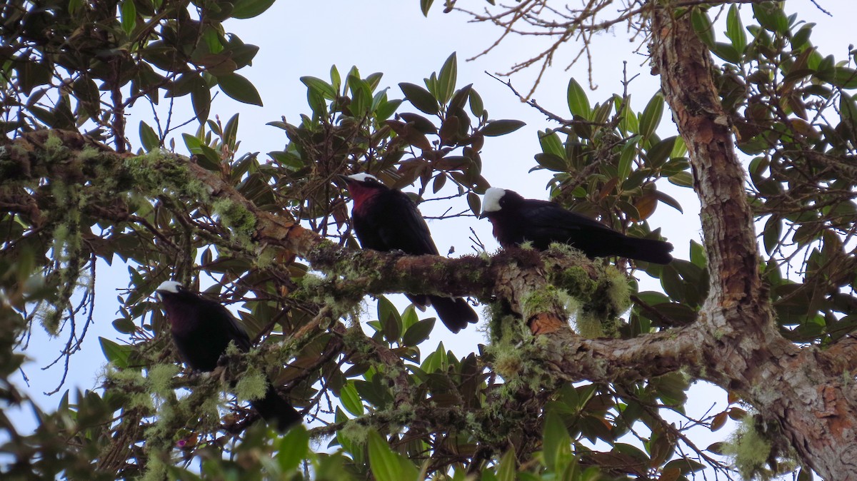 White-capped Tanager - ML31757561