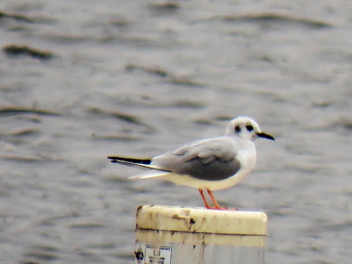 Mouette de Bonaparte - ML317577061