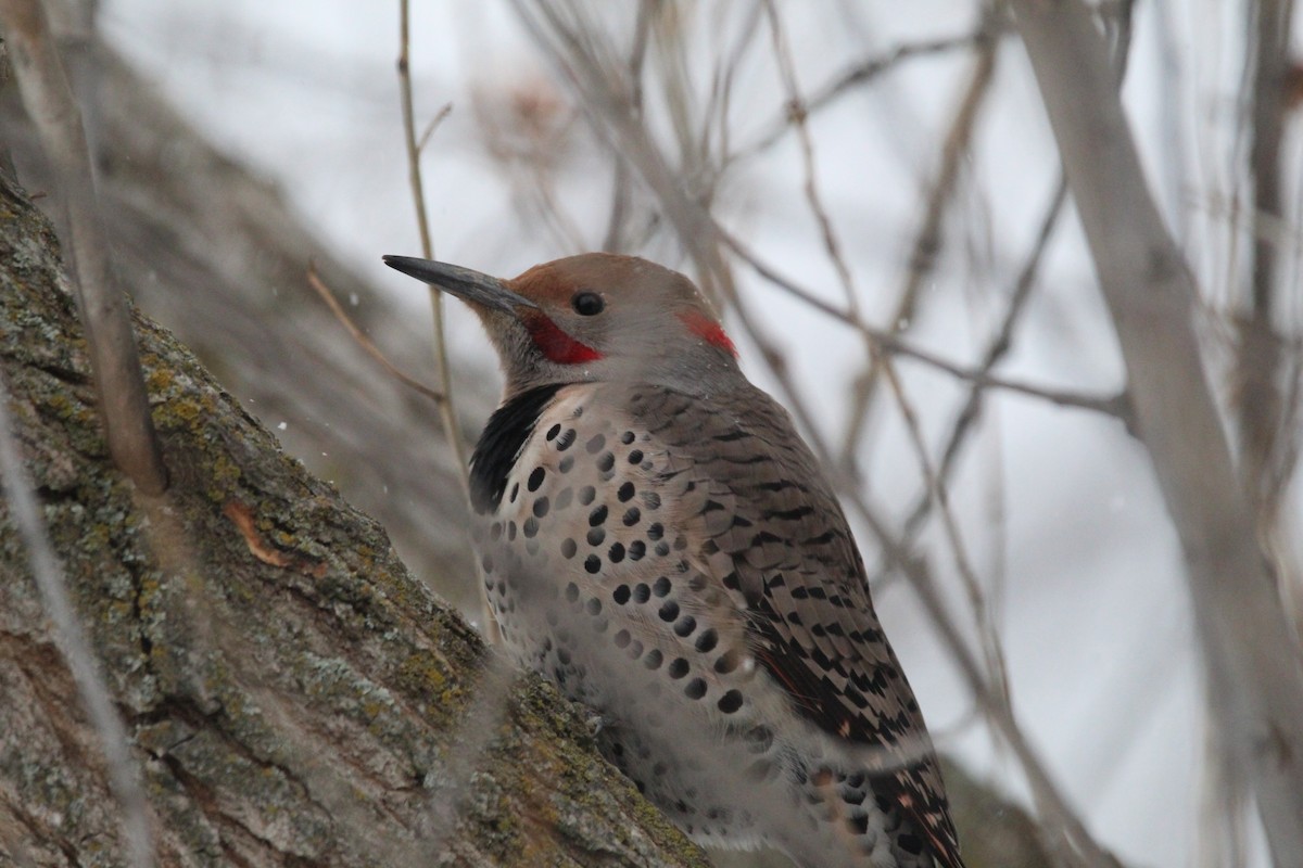 Northern Flicker - Braydon Luikart