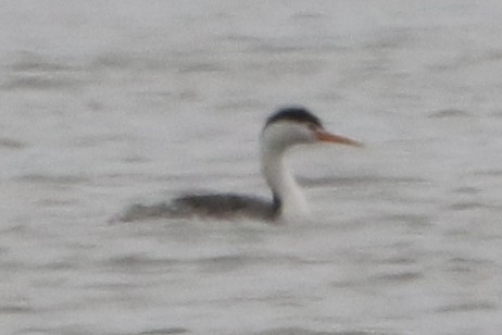 Clark's Grebe - ML31757881