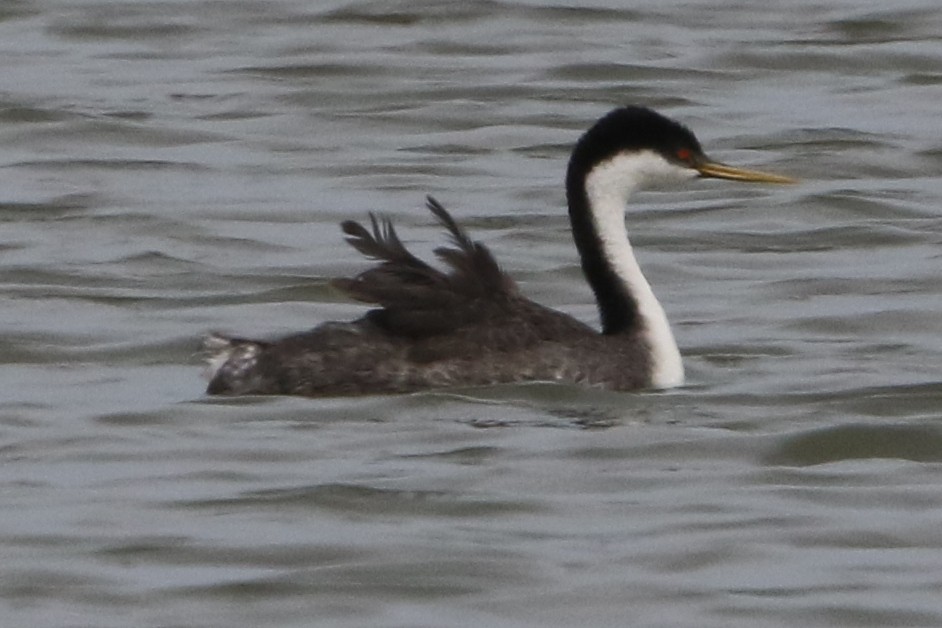 Western Grebe - ML31757891