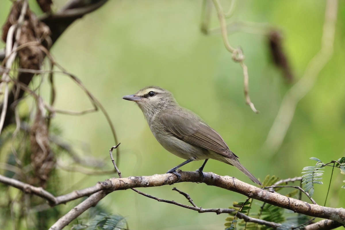 Yucatan Vireo - Timo Mitzen