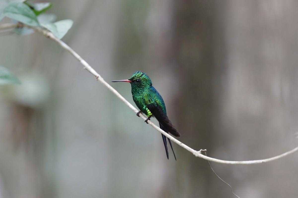 Cozumel Emerald - ML317579971