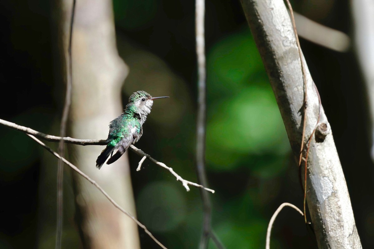 Cozumel Emerald - Timo Mitzen