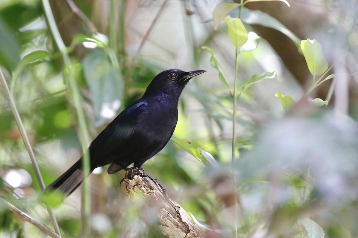 Black Catbird - ML317581461