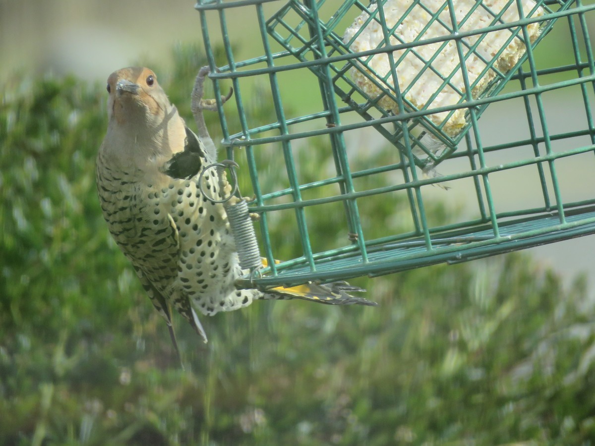 Northern Flicker (Yellow-shafted x Red-shafted) - ML317582041