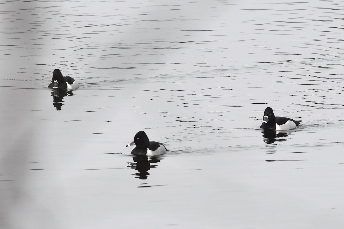 Ring-necked Duck - ML317582391