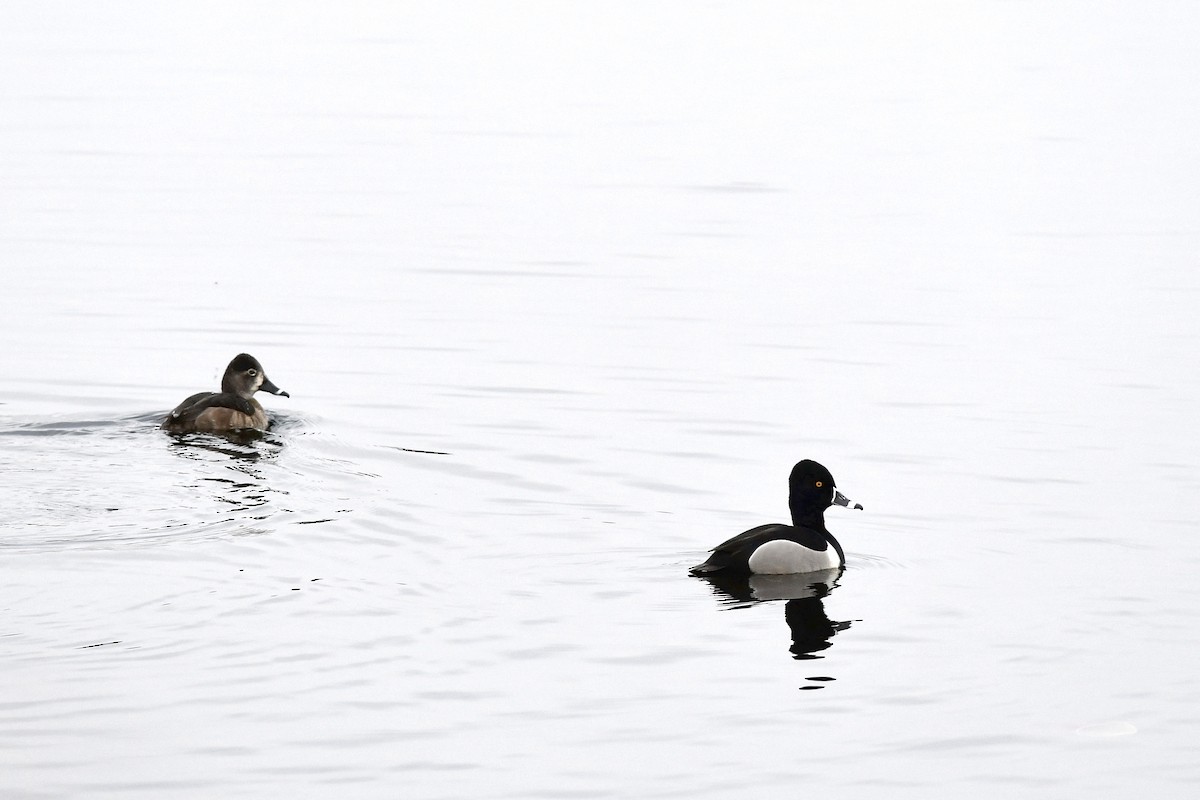 Ring-necked Duck - ML317582441