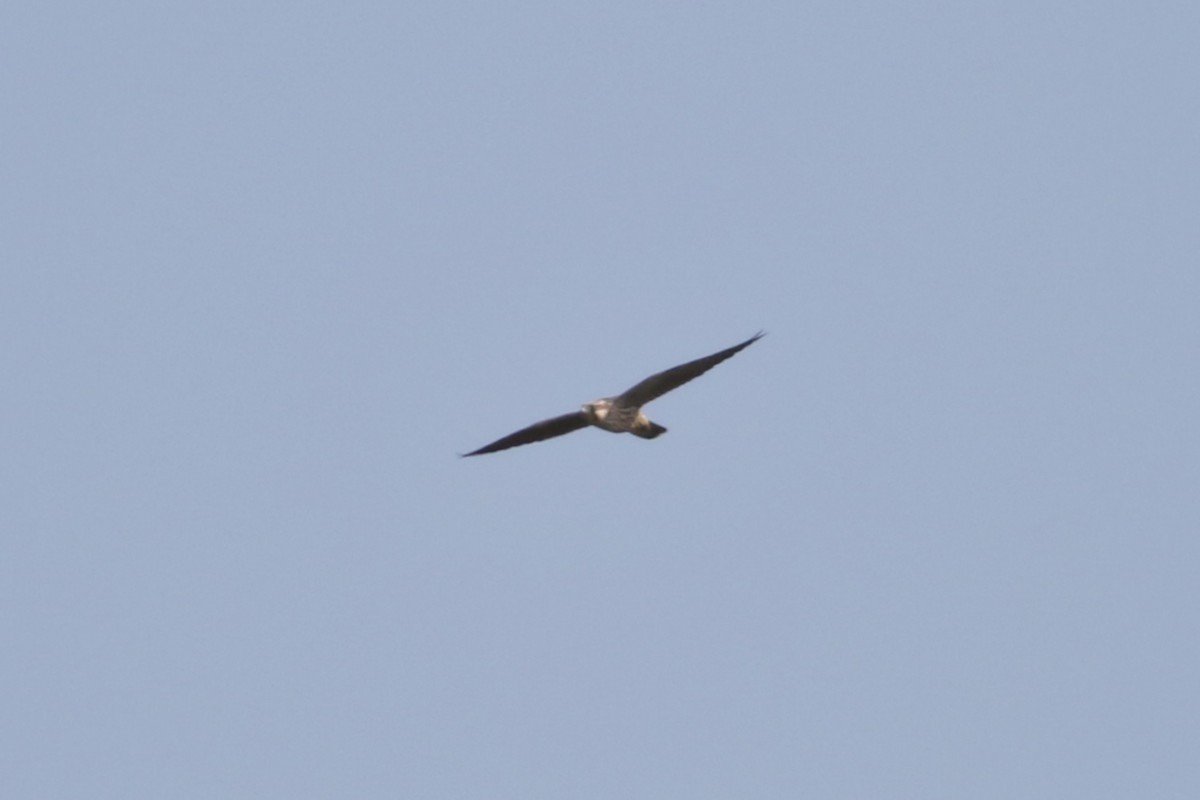 Peregrine Falcon (Tundra) - ML317582781