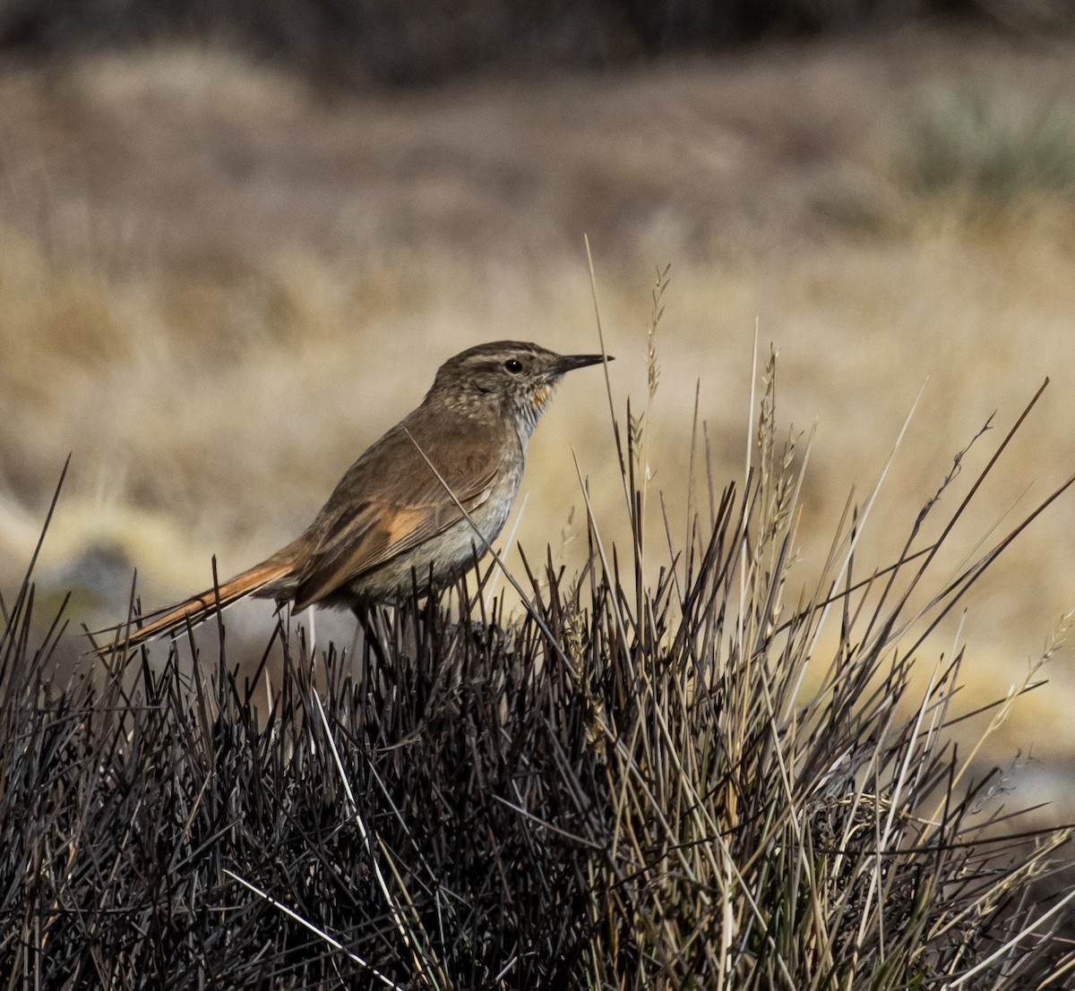 Cordilleran Canastero - ML317583191