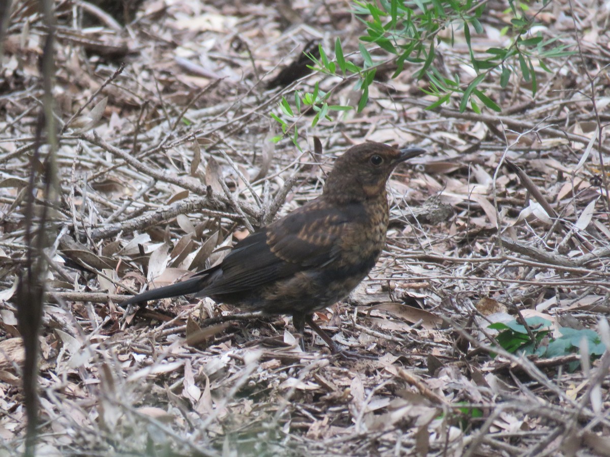 Eurasian Blackbird - ML317583691