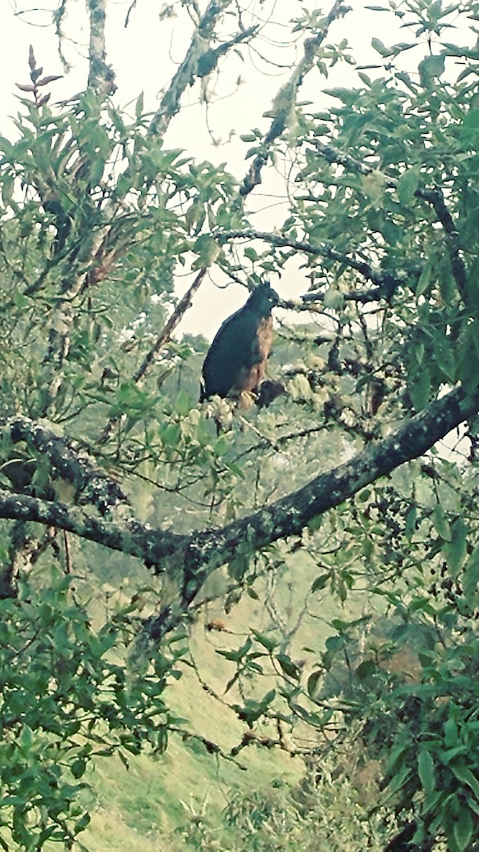 Black-and-chestnut Eagle - ML317583751