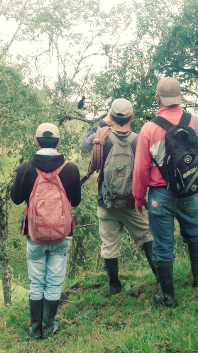 Black-and-chestnut Eagle - ML317583771