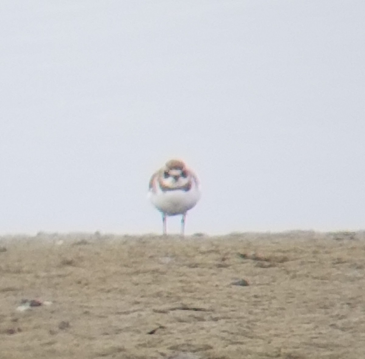 Semipalmated Plover - ML317584021