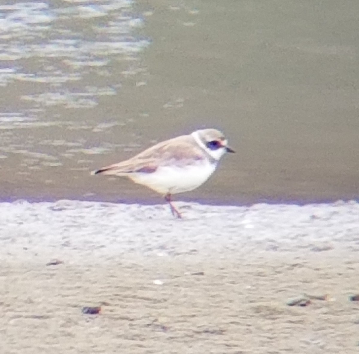 Semipalmated Plover - ML317584191