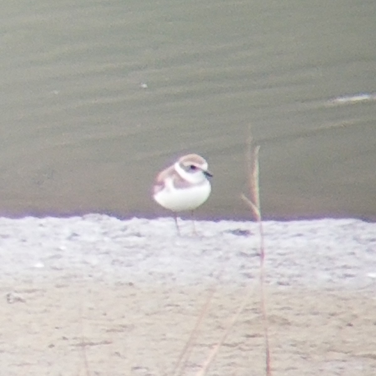 Semipalmated Plover - ML317584201