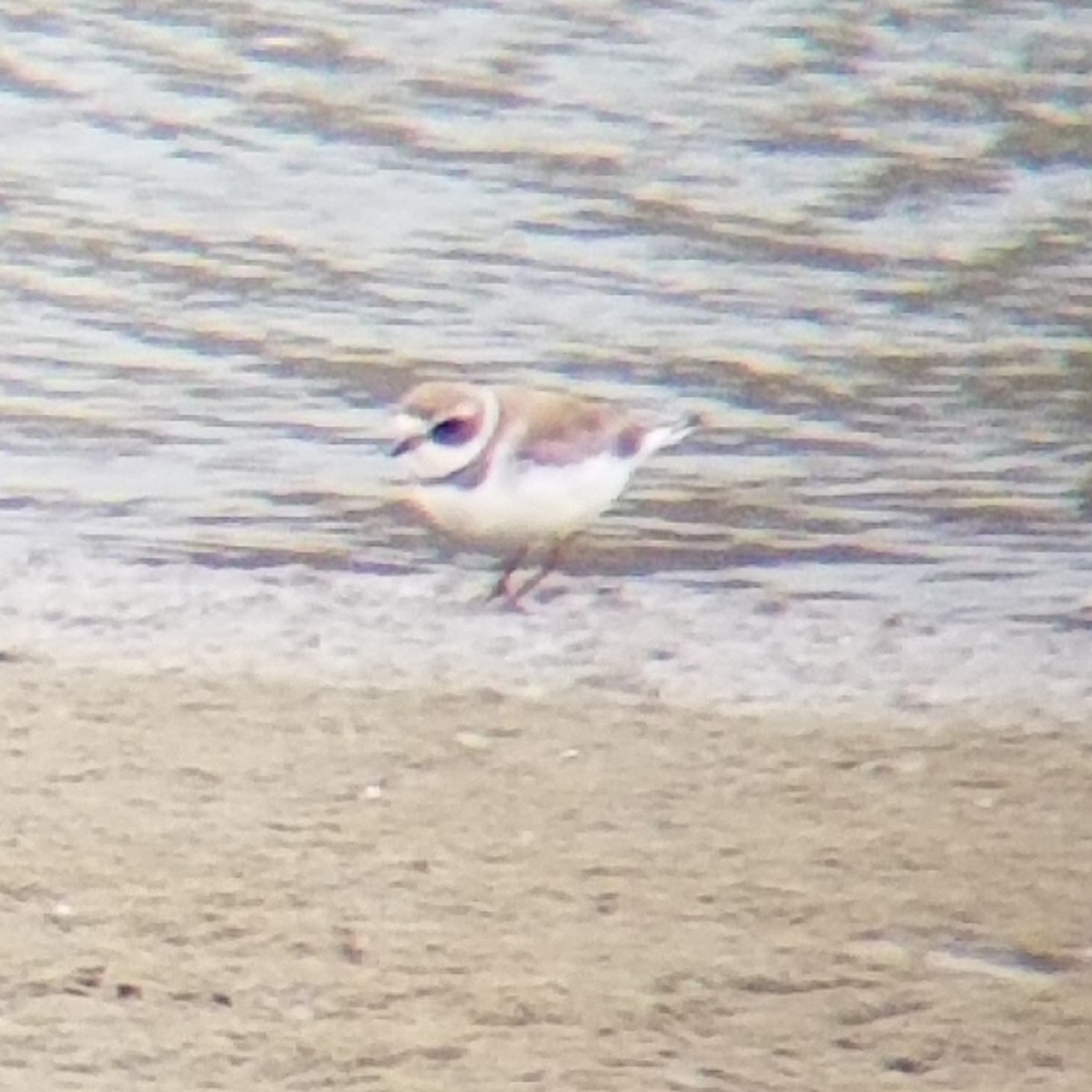 Semipalmated Plover - ML317584471