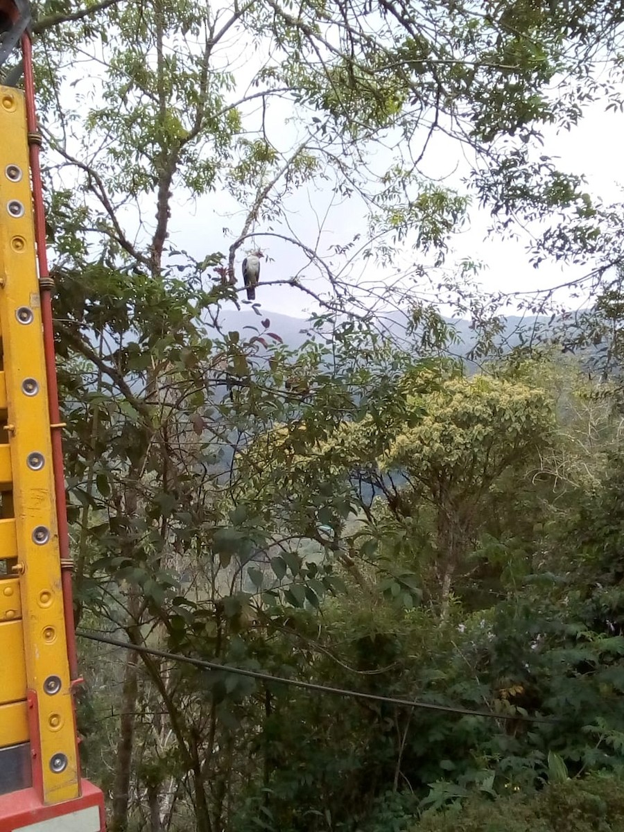 Black-and-chestnut Eagle - ML317584811