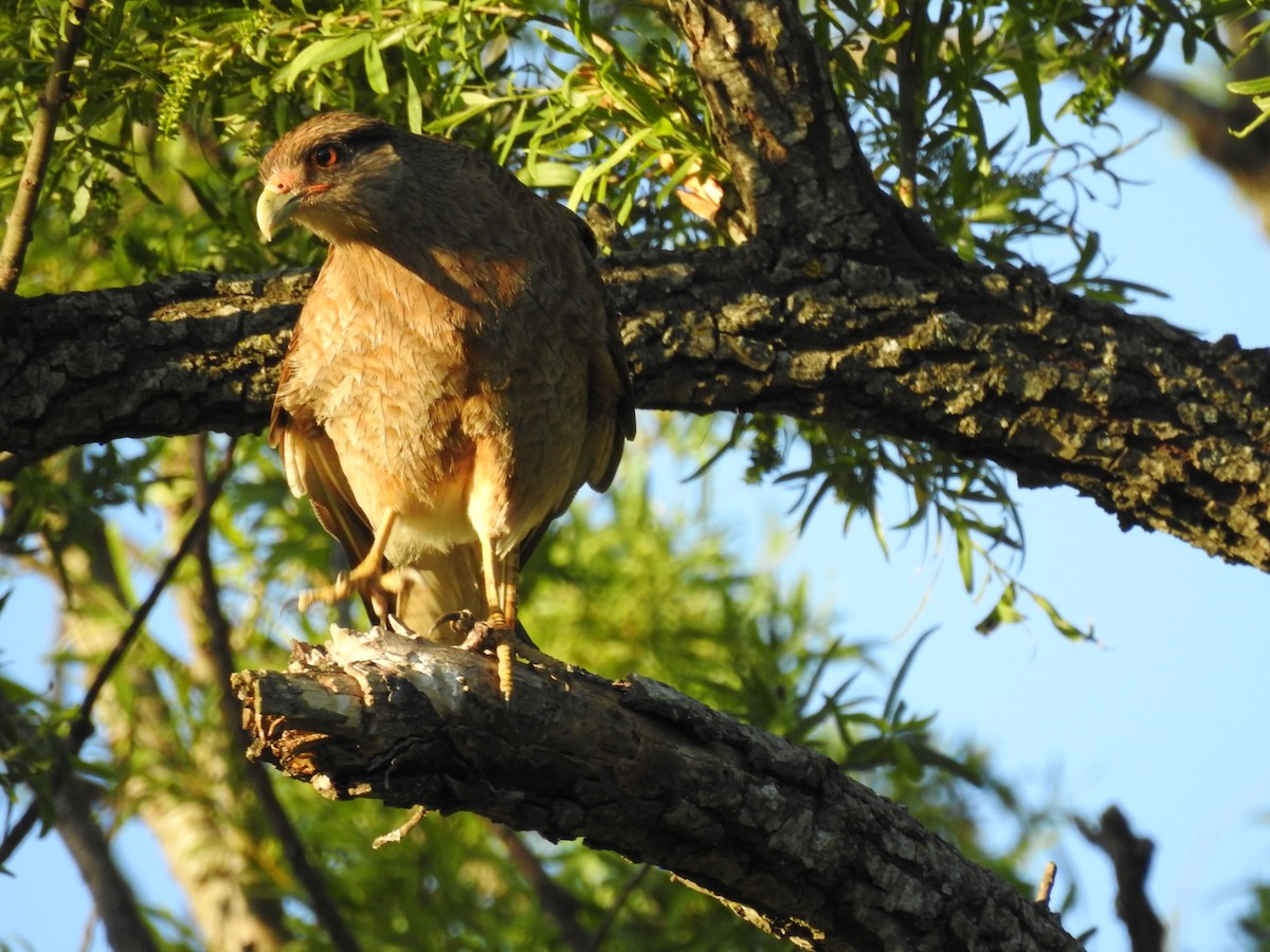 Chimango Caracara - ML317587121