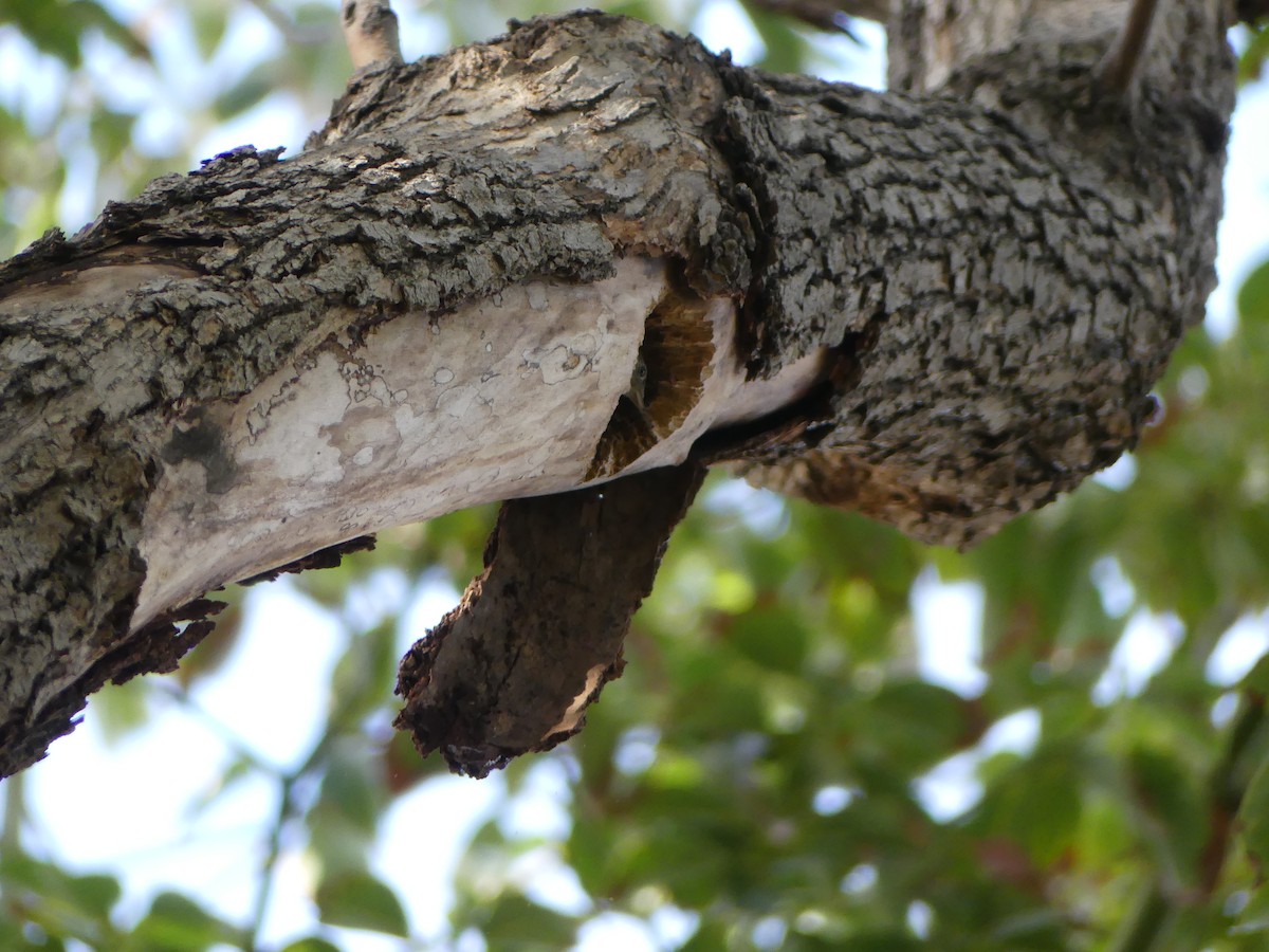 House Wren - ML317588641