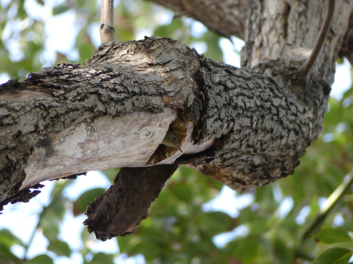 House Wren - ML317588651