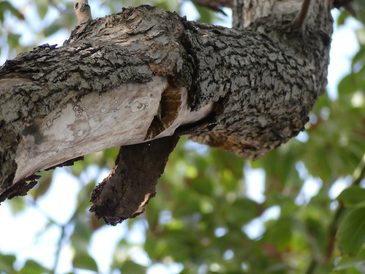 House Wren - ML317588661