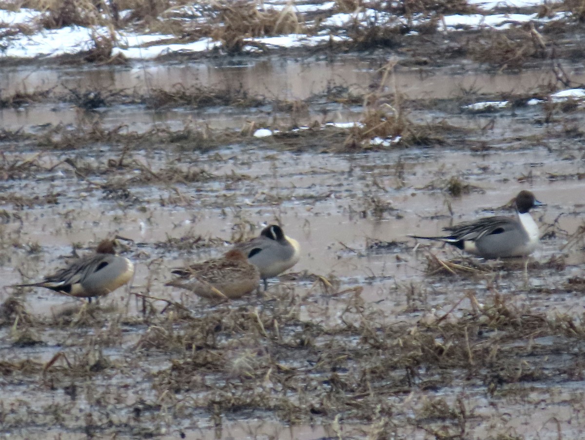 Northern Pintail - ML317589911