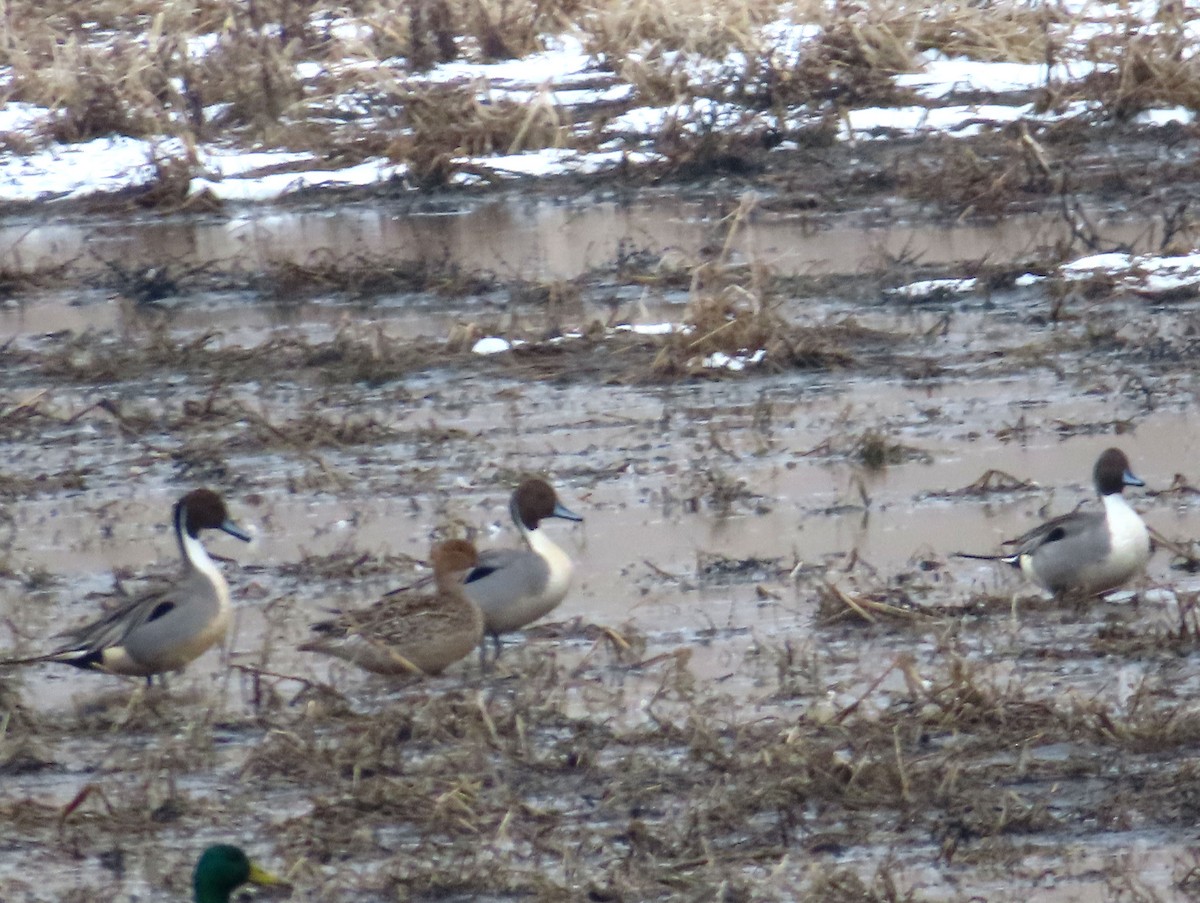 Northern Pintail - ML317589921