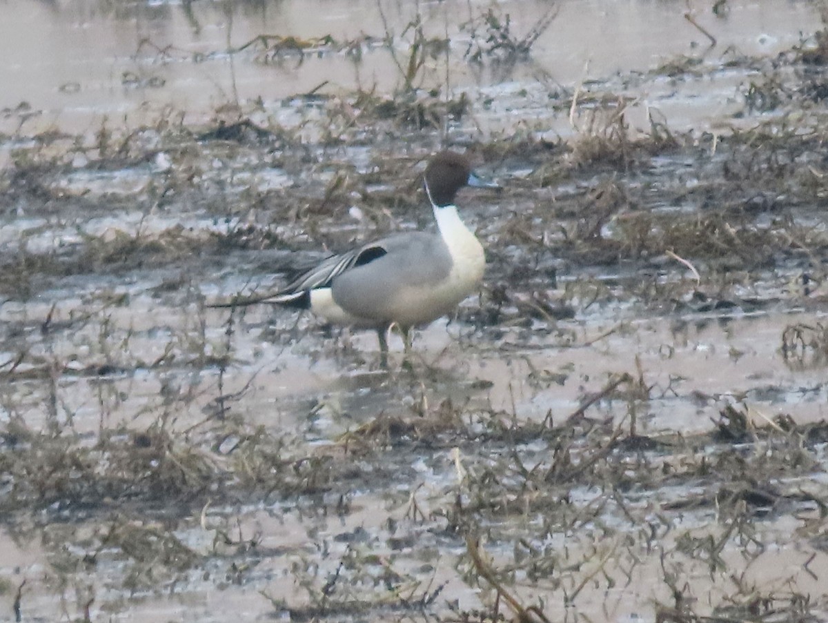 Northern Pintail - Charles Henrikson