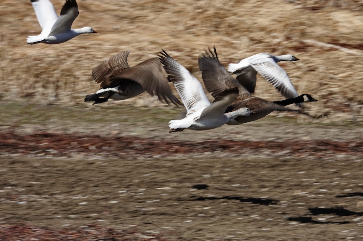 Snow Goose - ML317591241